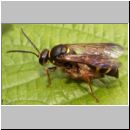 Argogorytes mystaceus - Ragwurz-Zikadenwespe 04.jpg